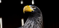 Pittsburgh Aviary/Zoo 2024
